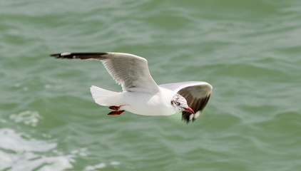 The black-headed gull is a small gull that breeds in much of Europe and Asia, and also in coastal eastern Canada. Most of the population is migratory and winters further south