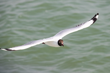 The black-headed gull is a small gull that breeds in much of Europe and Asia, and also in coastal eastern Canada. Most of the population is migratory and winters further south