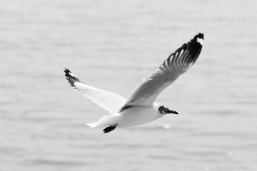 The black-headed gull is a small gull that breeds in much of Europe and Asia, and also in coastal eastern Canada. Most of the population is migratory and winters further south