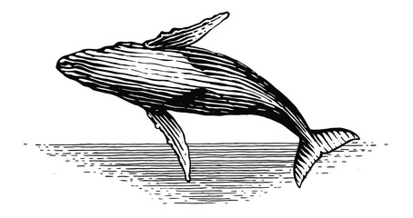 Illustration of a leaping Humpback whale in vintage style © iadaart