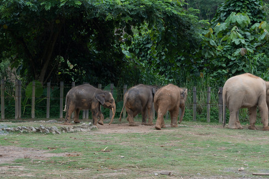 Playful elephants at the zoo in Borneo, Malaysia