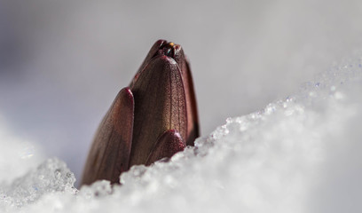 Flower on snow