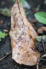 Leaf