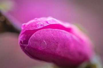 pink rose with water drops