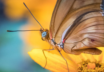 butterfly on green background