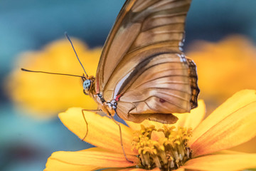 butterfly on flower
