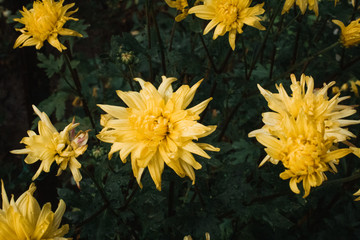 Yellow chrysanthemum flowers in the garden in the afternoon