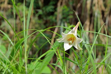 Taiwan lily standing in the mountains Taiwan lily, Lilium formosanum