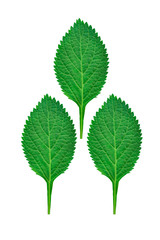 mints leaves isolated on white background