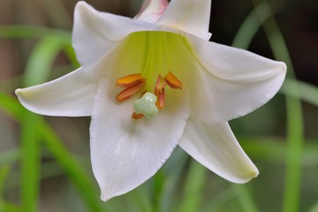 Fototapeta premium Taiwan lily standing in the mountains Taiwan lily, Lilium formosanum