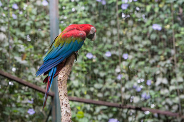 Colourful Parrot at the Zoo, Borneo