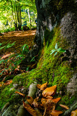 autumn leaves