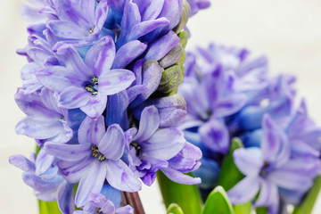 Hyacinth flowers detail.
