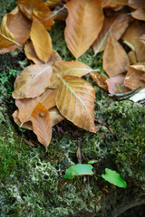 autumn leaves