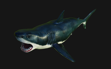 World's biggest great white shark isolate on black background with clipping path, 3d Illustration, 3d Render, 