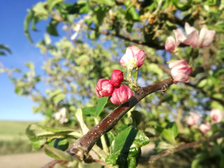 Red flowers. Apple tree in bloom. Flowering fruit tree nuts. European agricultural industry of fruit. Contrasts of natural colors in rural area.