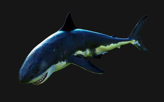 World's biggest great white shark isolate on black background with clipping path, 3d Illustration, 3d Render, 