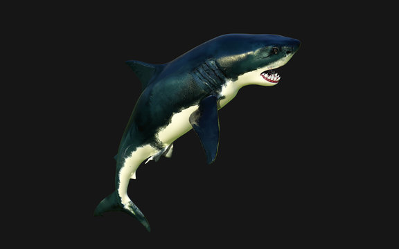 World's biggest great white shark isolate on black background with clipping path, 3d Illustration, 3d Render, 