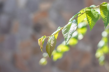 Green leaves impacted by a very bright light , close-up.