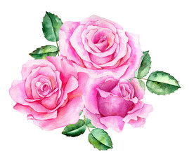 watercolor drawing flower of rose