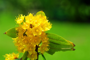 Yellow star flowers or Schoutenia glomerata King subsp.peregrina (Craib) Roekm.