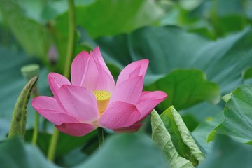 Pink water lily flower (lotus) background