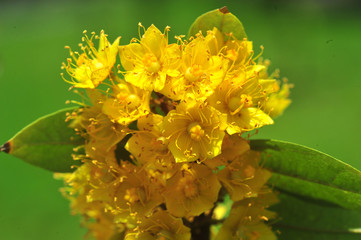 Yellow star flowers or Schoutenia glomerata King subsp.peregrina (Craib) Roekm