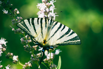 Scarce swallowtail (Iphiclides podalirius) isolated on pink flower. Green background. Colorful butterfly wings pattern.