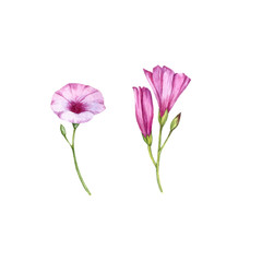 watercolor drawing mallow bindweed flowers
