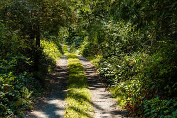 empty trail inside forest with dense green bushes and foliage cover on both sides on a sunny day