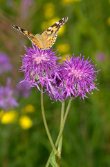 Butterfly drinks nectar from a flower.