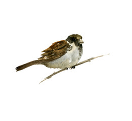 watercolor bird at tree branch