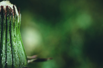Bud of white flower isolated on green natural background. Water drops on plant.