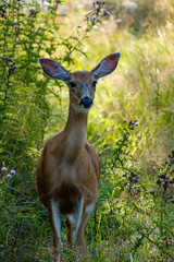 a beautiful young female deer stopping by the green bushes under the shade looking cautiously around 