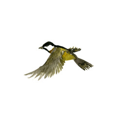 watercolor flying bird