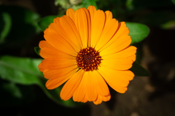 Orange Pot marigold or English marigold (Calendula officinalis) flower on leaf background. Soft colors.