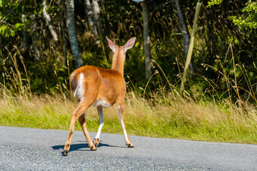 one cute young female deer crossing the highway under the sun forwarding to the forest 