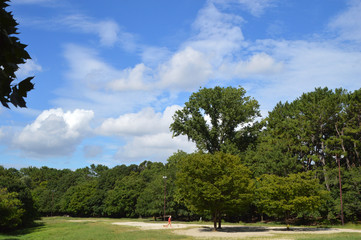 Obraz premium 上空に夏の青空と夏雲が見える公園の原っぱ