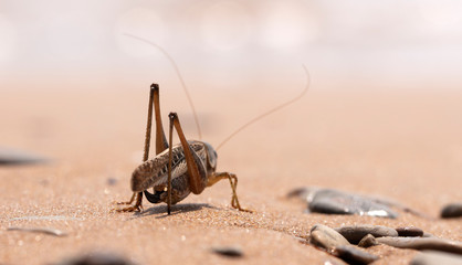 grasshopper, large locust on the seashore