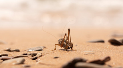 grasshopper, large locust on the seashore
