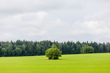 Landscape with green grass and blue sky. White clouds in the sky