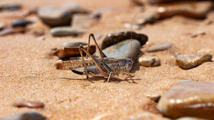 grasshopper, large locust on the seashore