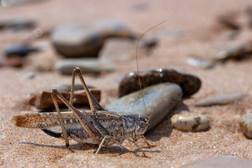 grasshopper, large locust on the seashore