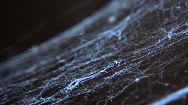 Cobweb or spider web in ancient thai house window lighting