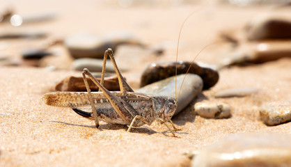 grasshopper, large locust on the seashore