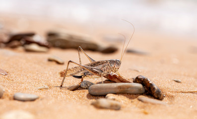 grasshopper, large locust on the seashore
