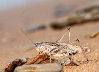 grasshopper, large locust on the seashore
