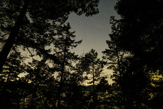 starry night sky above the silhouette of the forest over the cost