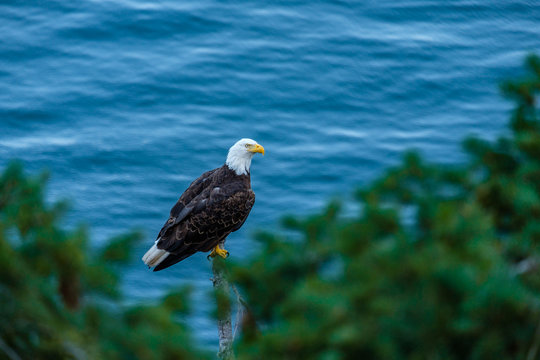 close up of a beautiful bald eagle resting on the tip of a tree by the ocean under the shade