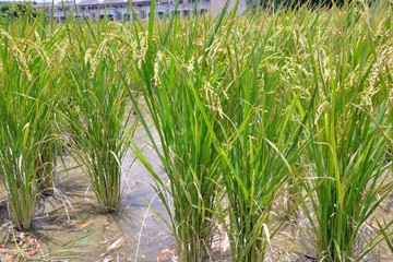 Obraz premium Lush green paddy in rice field,Taiwan. 